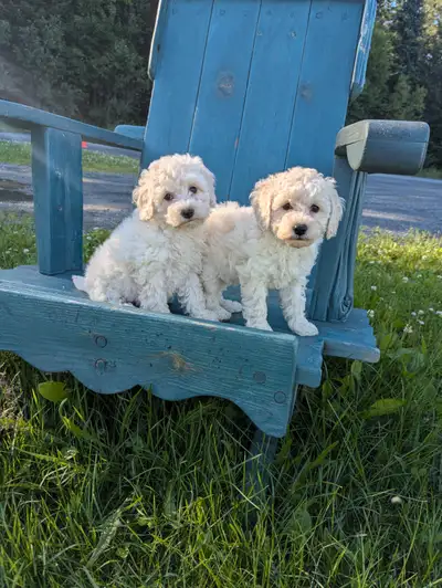 2 Chiot caniche miniature filles, View more