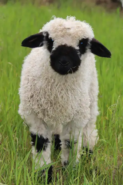 Valais Blacknose Lambs for Sale – Rare Swiss Heritage Sheep, View more