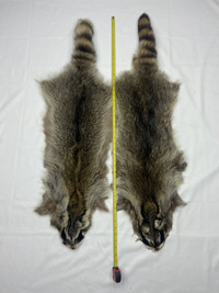 Tanned Raccoon Pelts