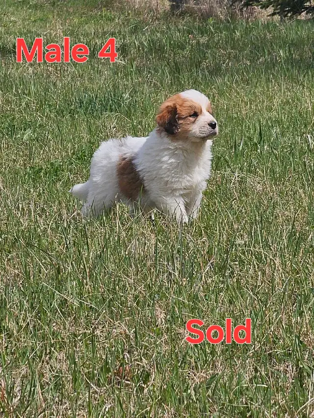 Great Bernese Puppies  **3 Left** in Dogs & Puppies for Rehoming in Edmonton - Image 8
