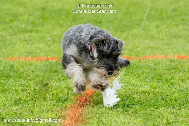 RESERVATION Schnauzer Pepper&salt and black, CKC,  VACC, Microch in Dogs & Puppies for Rehoming in City of Montréal - Image 4