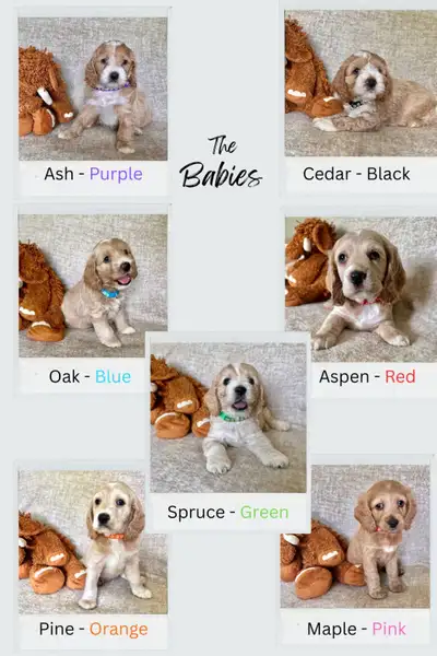 Cockapoo - Cocker Spaniel Puppies, View more