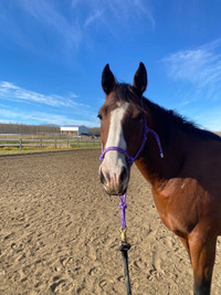 Beautiful Bay Registered Mare for Sale