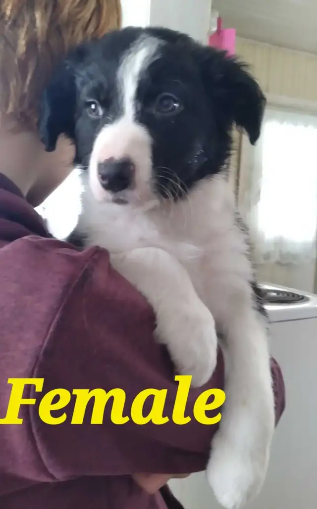 Purebred Border Collie puppies in Dogs & Puppies for Rehoming in Moncton - Image 5