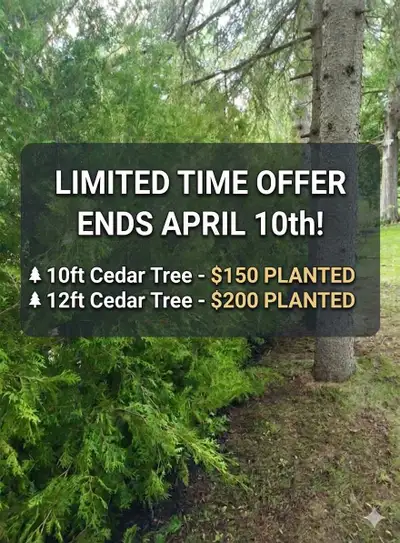 CEDAR TREES/HEDGES 3-12ft to start SHADE TREES Royal red sugar maple and more! LARGE EVERGREENS Colo...