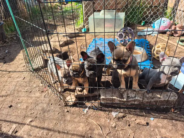Bouledogue francais in Dogs & Puppies for Rehoming in Laurentides - Image 7