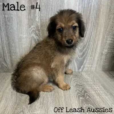 FINAL PRICE DROP! Mini Aussiedoodles - Ready to go ❤️, View more
