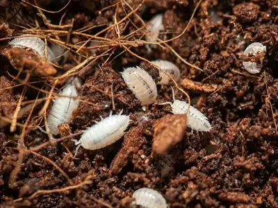 Dwarf white isopods , View more