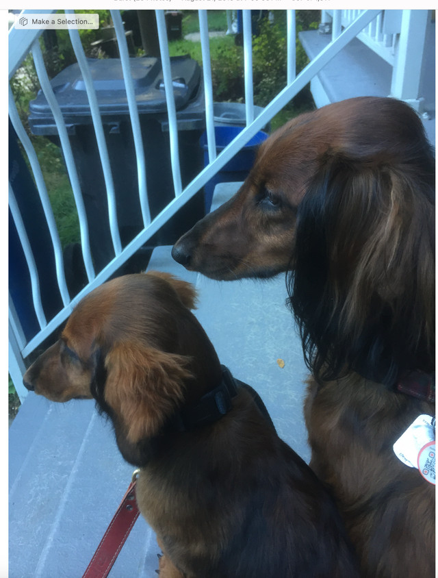 Looking for a dog walker for 2 small dogs (dachshunds) in Verdun dans Services pour animaux  à Ville de Montréal - Image 2