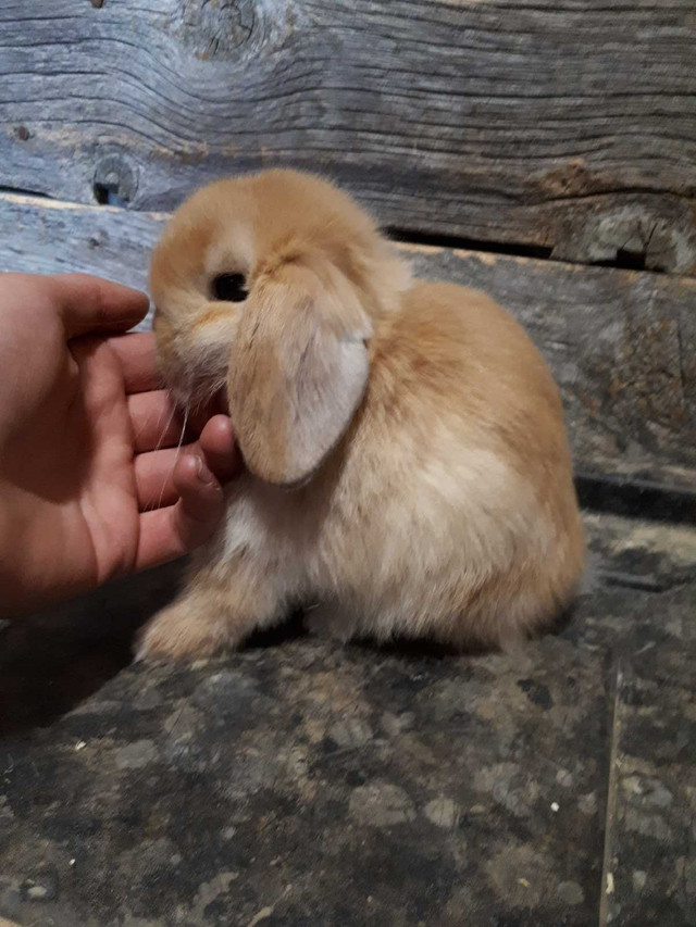 Purebred Holland Lop bucks in Small Animals for Rehoming in Saskatoon - Image 2