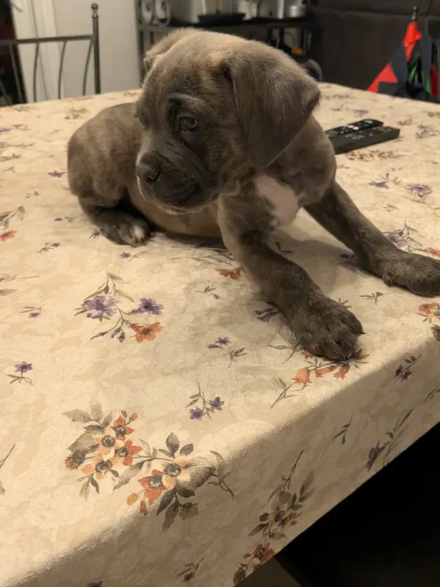 Cane Corso pups,, gray, blue, brindle , formentino in Dogs & Puppies for Rehoming in Markham / York Region - Image 15