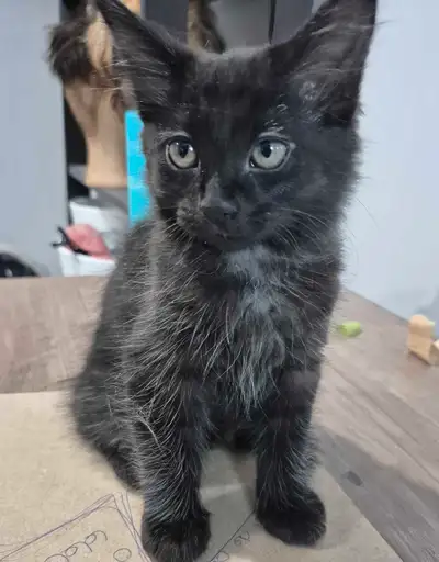 chaton mignon!!, View more