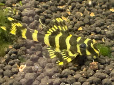 L134 Leopard Frog Pleco, View more