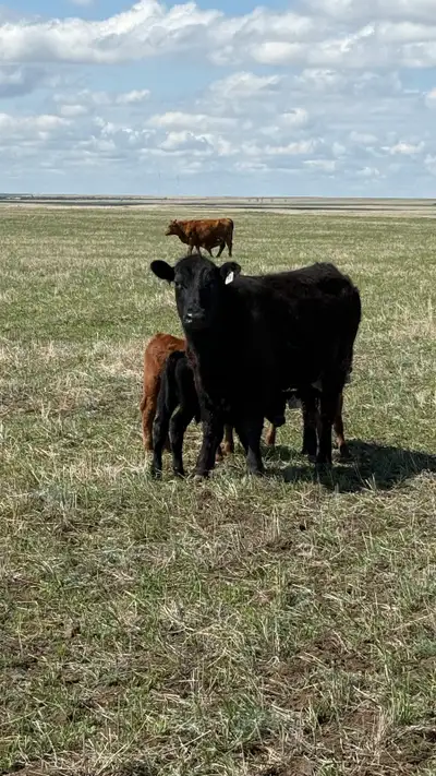Black Angus Pairs, View more