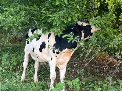 Holstein steer for sale, View more