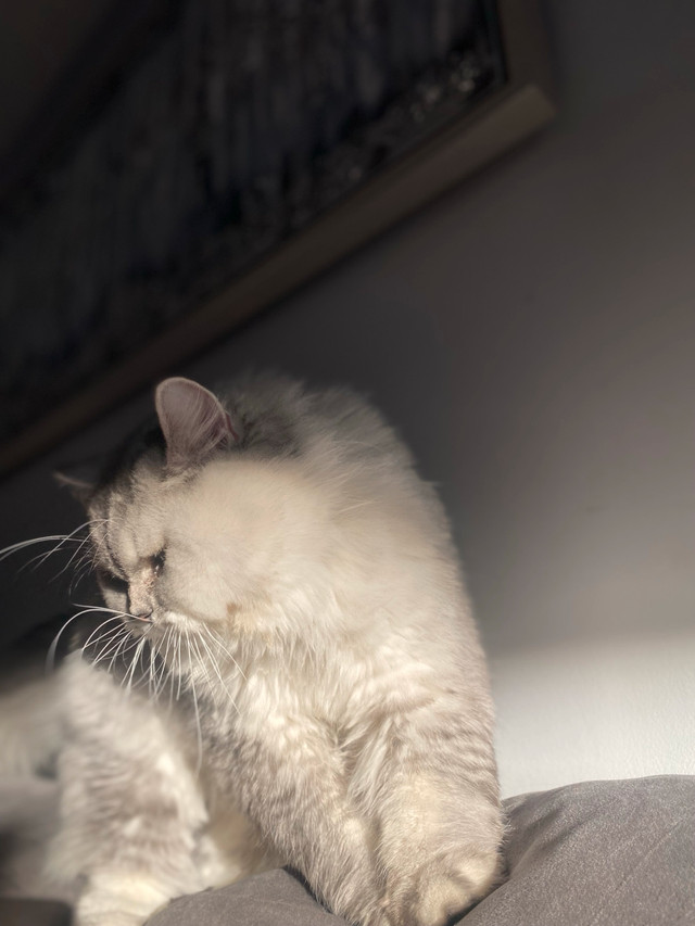 BRITISH LONG HAIR MALE in Cats & Kittens for Rehoming in Mississauga / Peel Region - Image 2