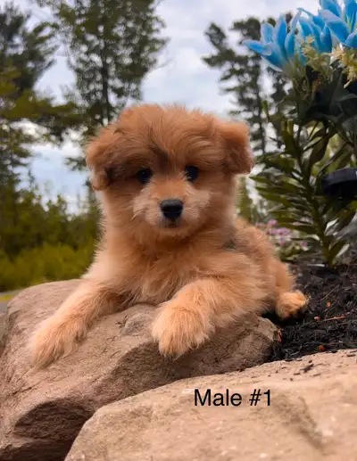 pomapoo puppies available now, View more