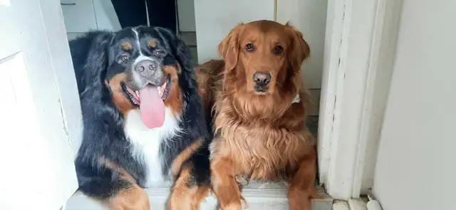 80s Cover band startup
