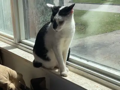 Experienced Cat Sitting & Nail Trimming, View more