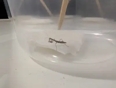 Hatched on 26th June. Chinese Praying Mantis. Pickup only, comes in 32oz deli cup.