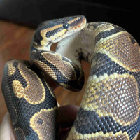 Ball python 