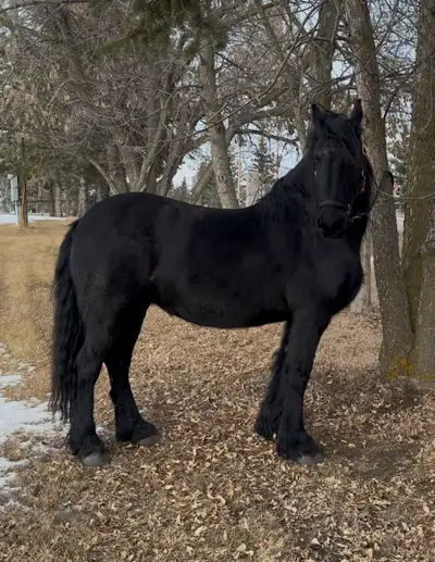 Purebred Friesian Mare, View more