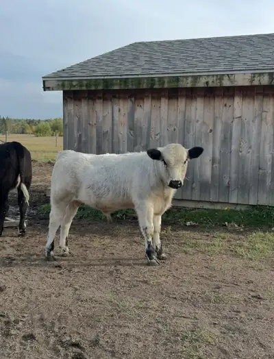 7 month old registered Speckle Park Bull Calf  *PENDING SALE*, View more
