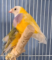 Yellow back male gouldian