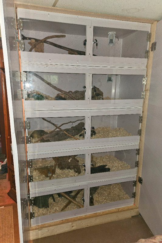 Custom Reptile Enclosures in Reptiles & Amphibians for Rehoming in St. Catharines