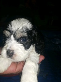 Cockapoo Puppies,  ready to rehome