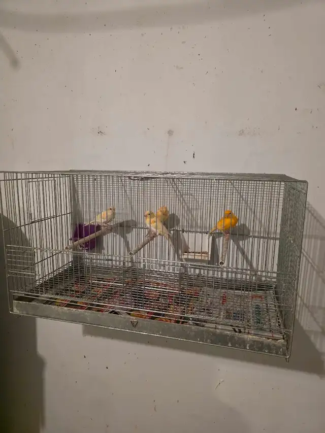 canaries for sale | Birds for Rehoming | Hamilton | Free local ...