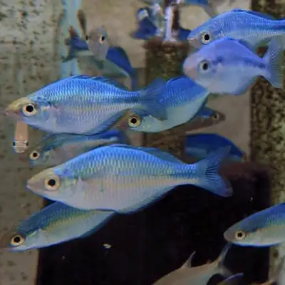Lake Kutubu Rainbowfish, View more