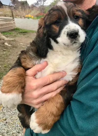 F1 tri colour Bernedoodles health guarantee, View more