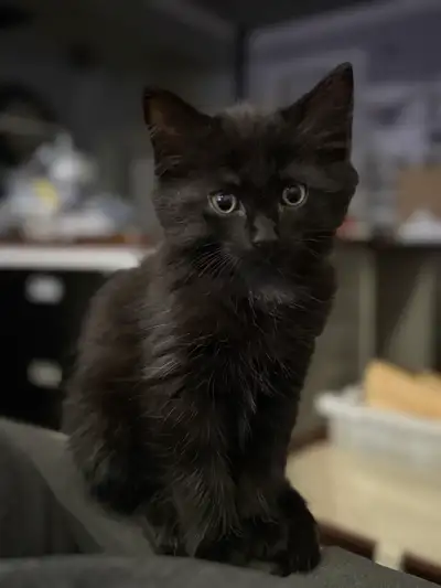 All Kittens are Now Re- Homed - Thanks!, View more