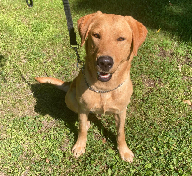 Labradors Entraîner / Trained Labradors dans Chiens et chiots à adopter  à Laval/Rive Nord - Image 2