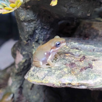 Check out our tree frog availability list