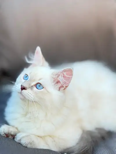 Hypoallergenic Tica registered Siberian female kitten., View more