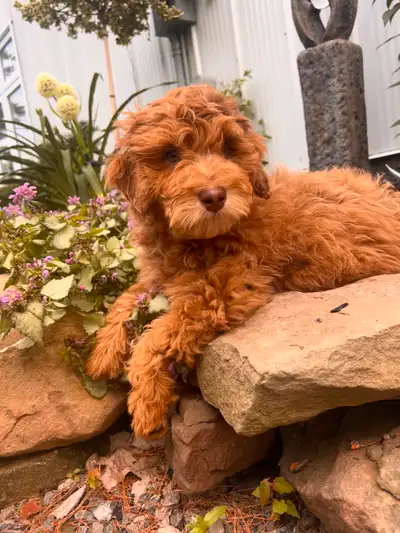 Beautiful Sheepadoodle male available now, View more