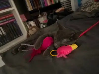 Grey Kitten in need of home, View more
