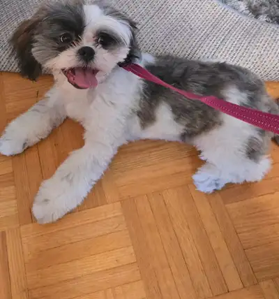 (PENDING)13 month old shitzu needs a home, View more