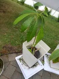 Plantes vivaces d'avocat