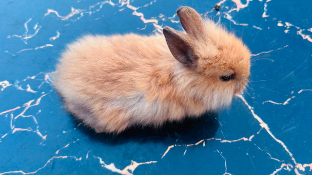 Lionhead Bunny in Small Animals for Rehoming in St. Catharines - Image 4