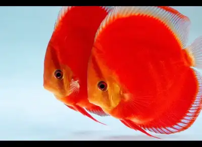 Saint red discus baby on sell, View more