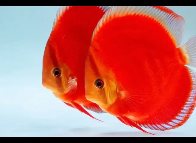 Saint red discus baby on sell in Fish for Rehoming in City of Toronto - Image 2
