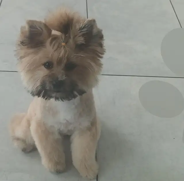 GOLDEN Yorkshire terrier 4 month girl BONNIE! in Dogs & Puppies for Rehoming in City of Toronto - Image 4