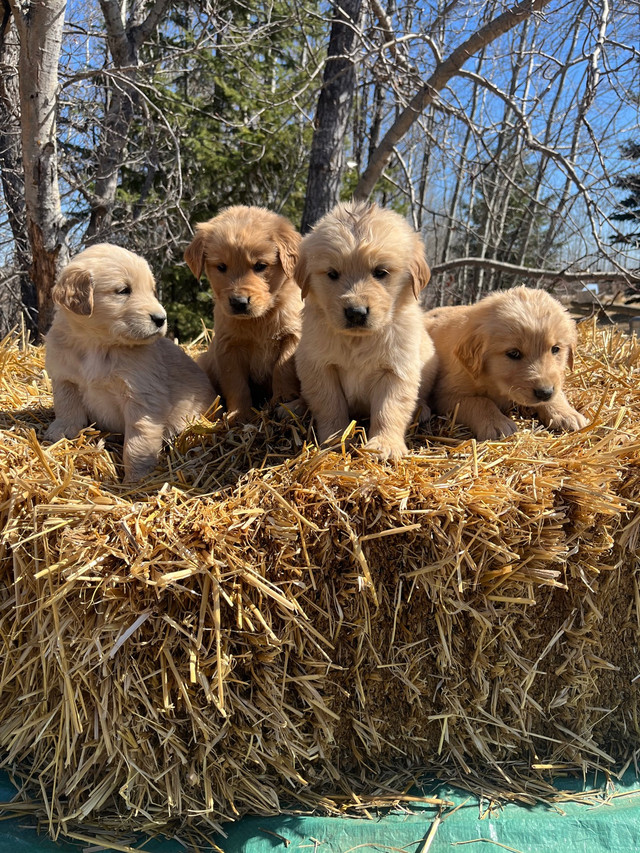Golden Retriever Puppies  in Dogs & Puppies for Rehoming in Edmonton - Image 3