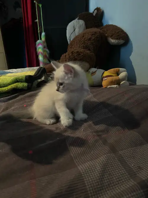 Il me reste le mâle et une femelle dans cette portée.4 chatons dont 3 filles et un garcon nés le 30...