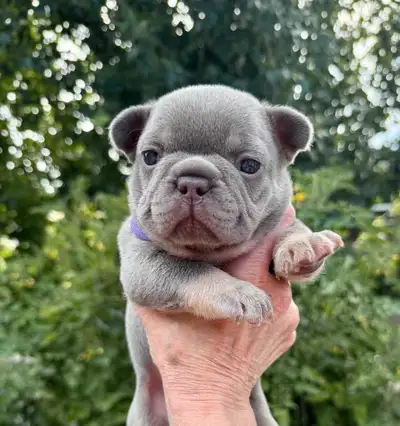 French Bulldog Puppies, View more