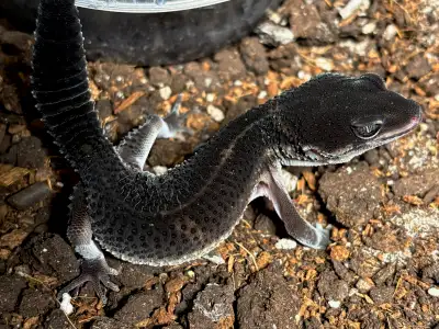 Black Night Leopard Geckos, View more