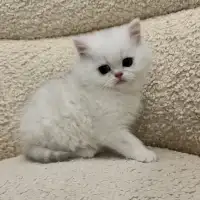 Sweet British Shorthair Kitten! 